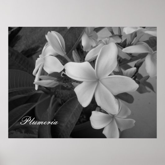 plumeria - Gepersonaliseerd Poster (Voorkant)