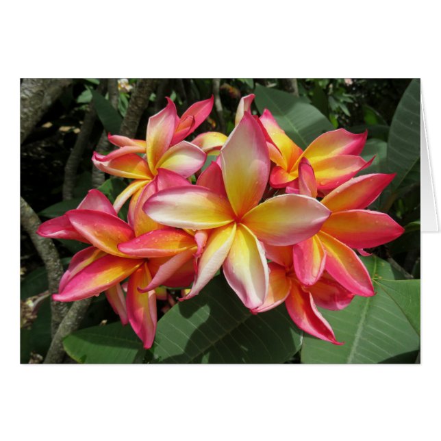 Plumeria hawaïenne (Devant horizontal)