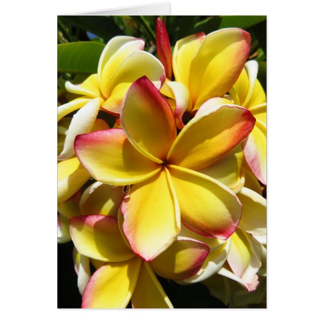Plumeria hawaïenne (Devant)