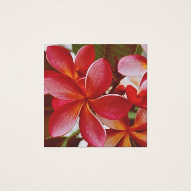 Plumeria hawaïenne (Devant)