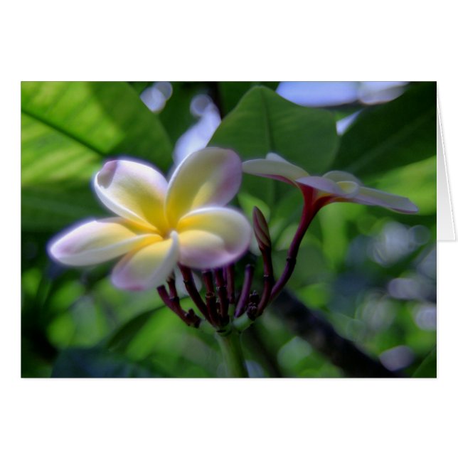 Plumeria Hawaii (Devant horizontal)