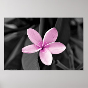Plumeria in Bloom Poster