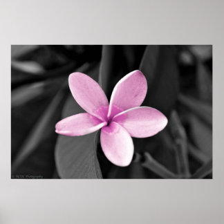 Plumeria in Bloom Poster