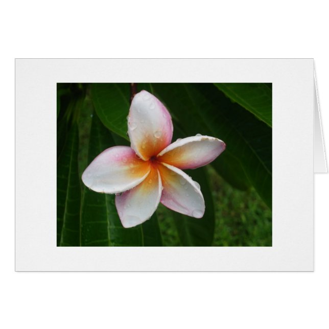 Plumeria in de regen (Voorkant Horizontaal)