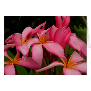 Plumeria - Le rose sauvage d'Ace