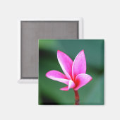 Plumeria Magnet Magneet (Voorkant / Achterkant)