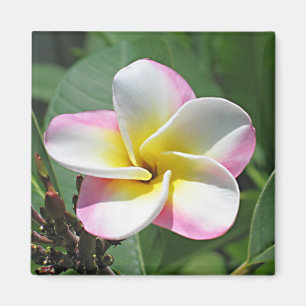 Plumeria Magnet Magneet