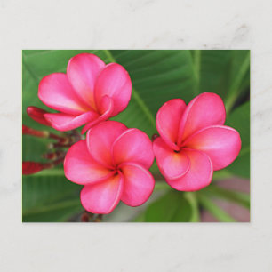 Plumeria - Miami Rose sur carte postale