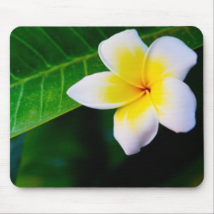 plumeria muismat