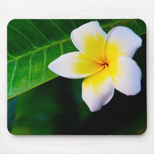 plumeria muismat (Voorkant)