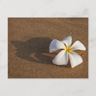 Plumeria op zandstrand, Maui, Hawaii, Verenigde St Briefkaart