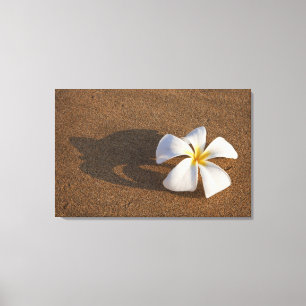 Plumeria op zandstrand, Maui, Hawaii, Verenigde St Canvas Afdruk