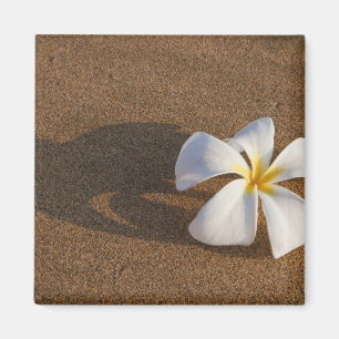 Plumeria op zandstrand, Maui, Hawaii, Verenigde St Magneet