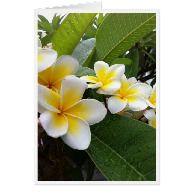 Plumeria parfaite (Devant)