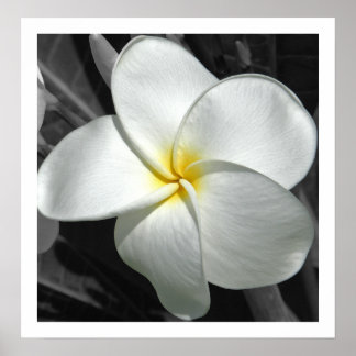 Plumeria Poster