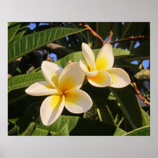 Plumeria Poster (Voorkant)