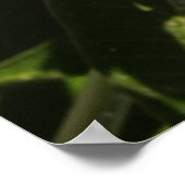 Plumeria Poster (Hoek)