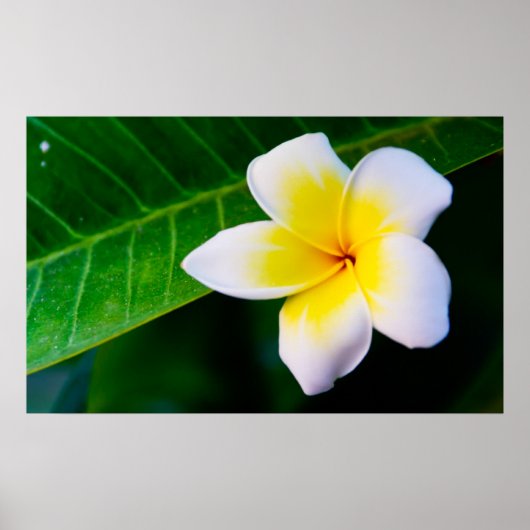 plumeria poster (Voorkant)
