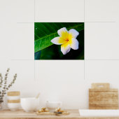 plumeria poster (Keuken)