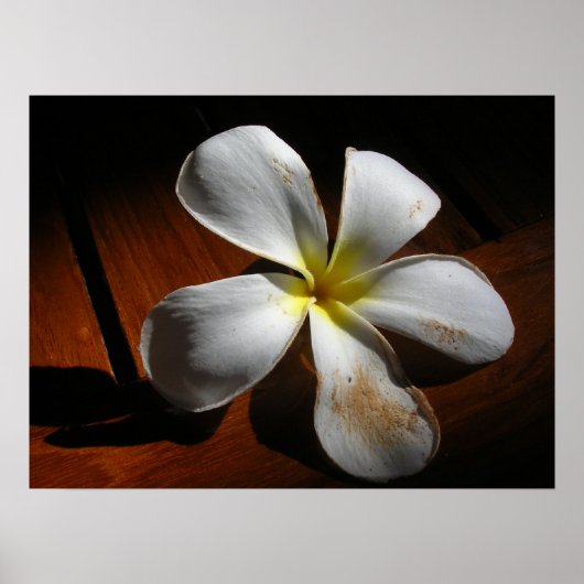 Plumeria Poster (Voorkant)