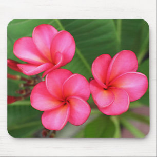 Plumeria - Roos Miami over mousepad Muismat