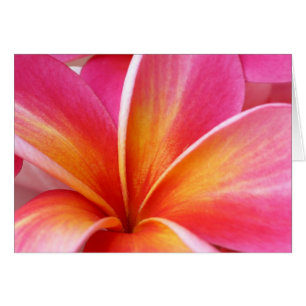 Plumeria rose Frangipani Hawaii Fleur Hawaii
