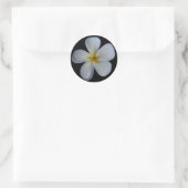 Plumeria Stickers (Tas)