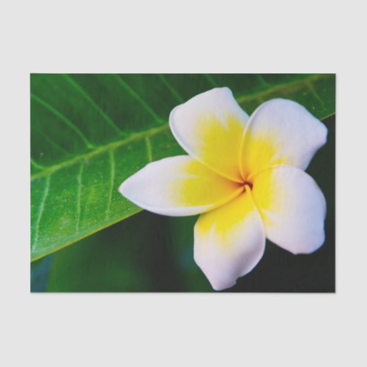 plumeria tissuepapier (Voorkant)