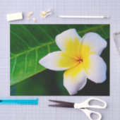 plumeria tissuepapier (Craft)