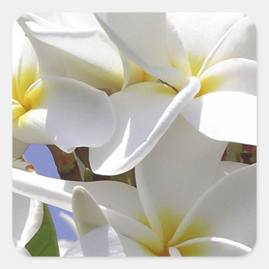 Plumeria Tropical Flowers Vierkante Sticker (Voorkant)