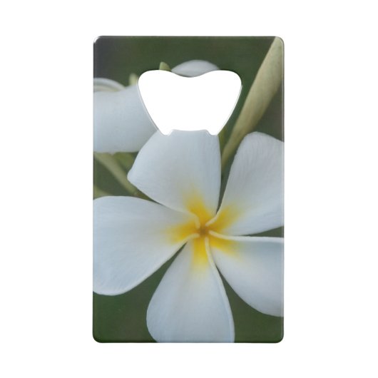 Plumeria tropicale blanche de Fidji (Devant)