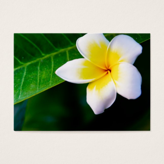 plumeria visitekaartje (Voorkant)