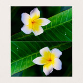 Plumeria Visitekaartjes (Buitenkant ongevouwen)