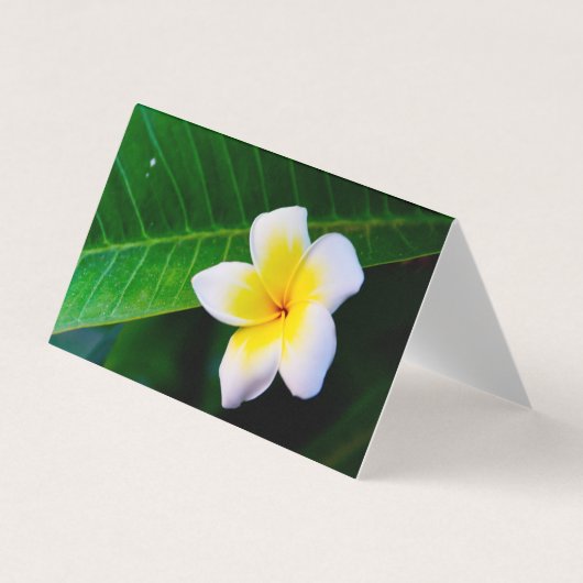 Plumeria Visitekaartjes (Voorkant)