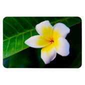 Plumeria's Magneet (Horizontaal)