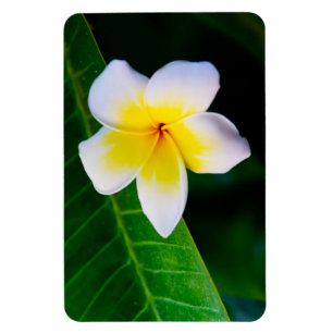 Plumeria's Magneet