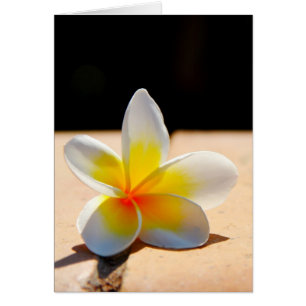 Plumerie