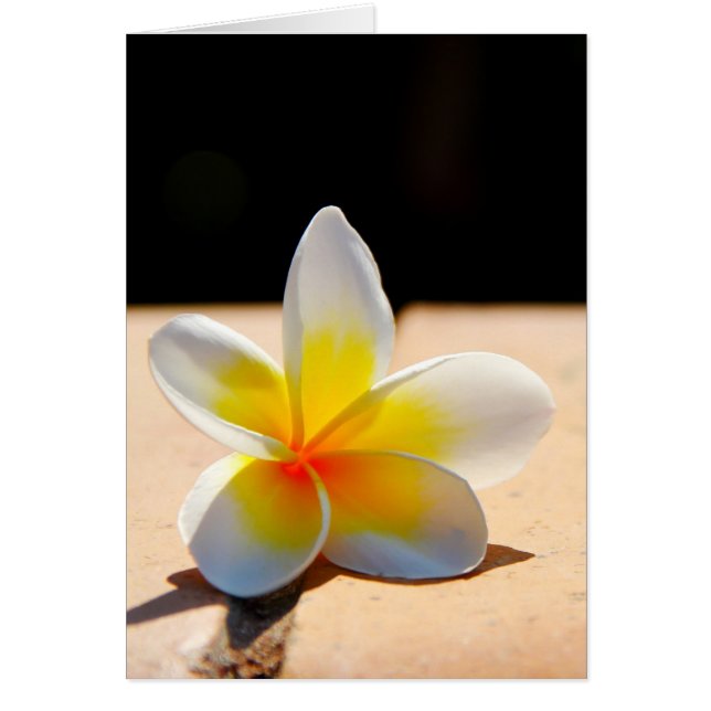 Plumerie (Voorkant)