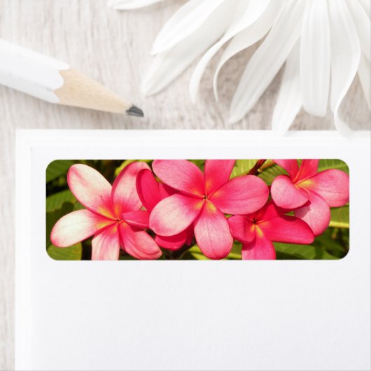 Plumerie Etiket (Insitu)