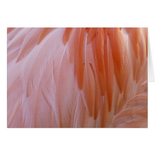 Plumes de Flamant en Nuances de Rose (Devant Horizontal)