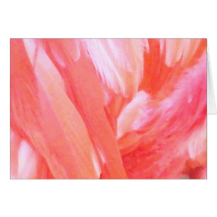Plumes de Flamant rose_