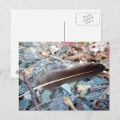Plumes de goéland gris 1 carte postale (Devant / Derrière)
