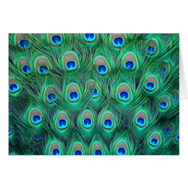 Plumes de paon (Devant horizontal)