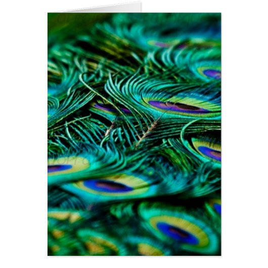 Plumes de paon (Devant)