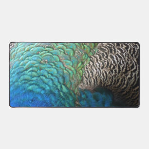 Plumes de paon I Design de nature abstrait coloré