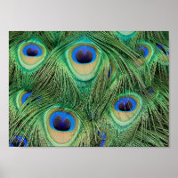 Plumes de paon - Poster