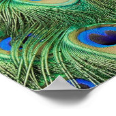 Plumes de paon - Poster (Coin)