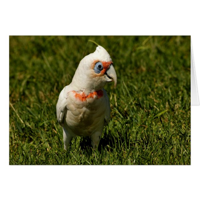 Plumes d'oiseau de bec de Corella pilotant (Devant horizontal)