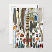 Plumes door Adolphe Millot Briefkaart (Voorkant / Achterkant)