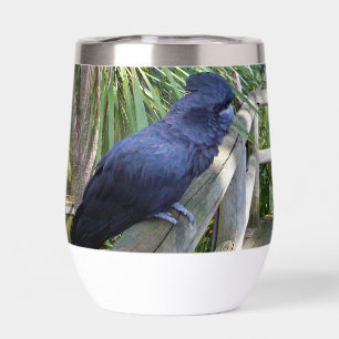 Plumes noires : Perroquet noir australien